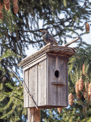 Starling sitting on a wooden birdhouse, spring. High quality photo