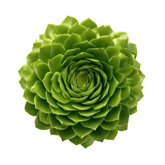 Obraz premium Detailed Close-up of a Green Succulent Plant, Sempervivum, Rosette Pattern