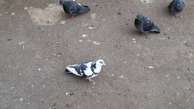 A white pigeon with spots flies in a flock with blue pigeons