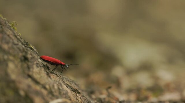 Close-up macro shot of a small red insect perched on the bark of a tree. The insect takes off, flying away from the tree trunk, its delicate wings flapping as it departs
