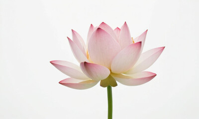 A single pink flower sits on a plain white background