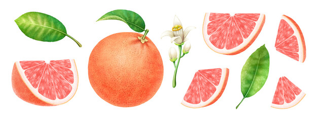 Set of beautiful juicy ripe grapefruit with slices leaves and blossom on white background. Watercolor painting