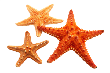 A group of three starfish in varying sizes and shades of orange on a black isolated background scene