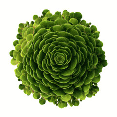 Obraz premium Aerial View of a Lush Green Succulent Plant, Resembling a Flower