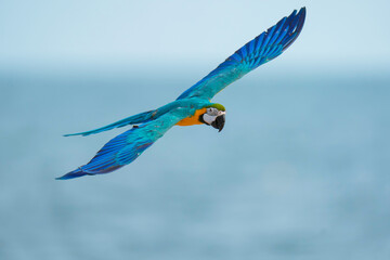 blue and gold macaw Free flying bird on the sky