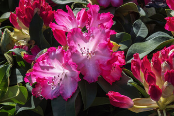 Rhododendron, a bush with bright large flowers