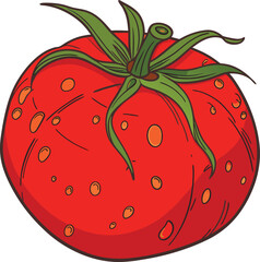 tomato on a white background