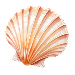 seashell isolated on white background