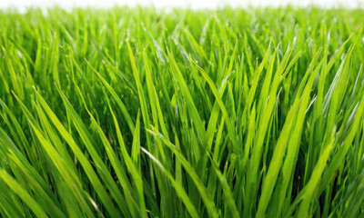 Obraz premium A photo of a lush green grass field taken from a close-up perspective