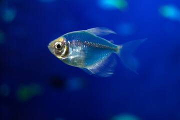 Aquarium  fish-ternetzi swim. The Latin name Gymnocorymbus ternetzi. Close-up, blue background. One fish is  blue.