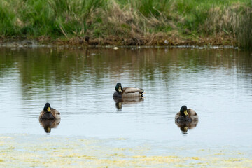 Canard colvert,. Anas platyrhynchos, Mallard, mâle