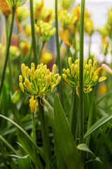 African lily, Agapanthus africanus or the lily-of-the-Nile