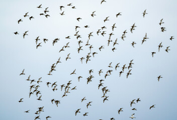 Fototapeta premium Barge à queue noire,.Limosa limosa, Black tailed Godwit