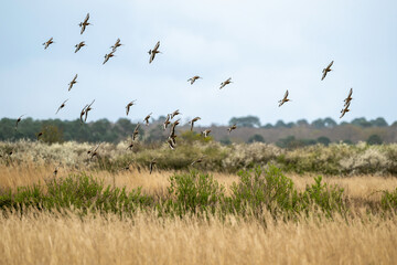 Barge à queue noire,.Limosa limosa, Black tailed Godwit