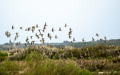 Barge à queue noire,.Limosa limosa, Black tailed Godwit