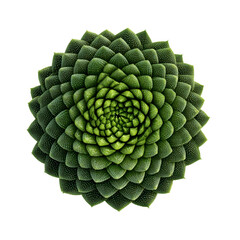 Geometric Green Succulent Plant, Top View, Detailed Macro Photography