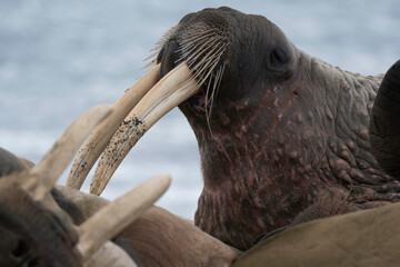 Morse, Odobenus rosmarus, Spitzberg, Svalbard, Norvège