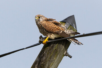 Faucon crécerelle,.Falco tinnunculus, Common Kestrel