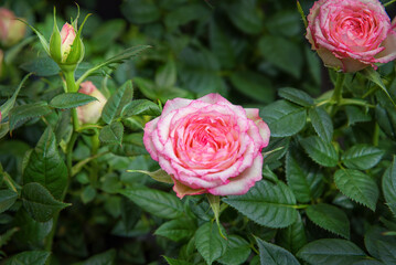 Rose bushes in pots for rooms