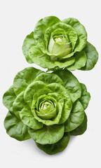 Obraz premium Fresh lettuce leaves on a pure white surface