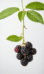Fresh blackberries hanging from a branch