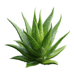Fototapeta premium Lush Green Aloe Vera Plant with Dew Drops - Isolated on Green Transparent background