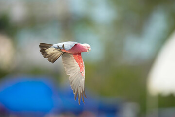 Pink cockatoo galah Free flying bird on the sky
