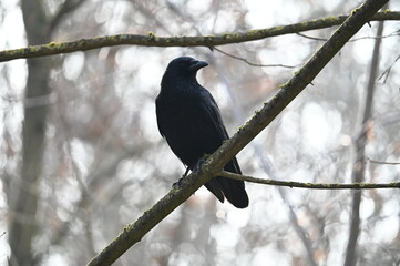 Corneille noire posée sur une branche