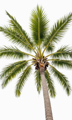A single palm tree stands tall under a clear white sky