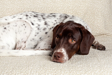 dog lying on the floor