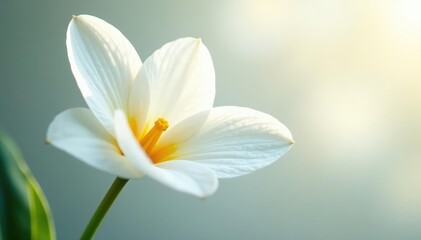 Obraz premium Close-up shot of pristine white petals, soft focus , bright, calm, royalty free