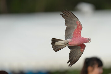Pink cockatoo galah Free flying bird on the sky