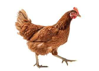 Fototapeta premium Brown hen walking isolated on black background poultry farming concept