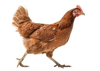 Fototapeta premium Walking brown chicken isolated on black background detailed poultry animal