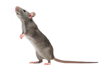 Curious gray rat standing upright on hind legs isolated on black background