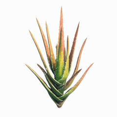 Fototapeta premium Vivid Aloe Vera Plant with Detailed Wireframe Overlay - Isolated on Green Transparent background