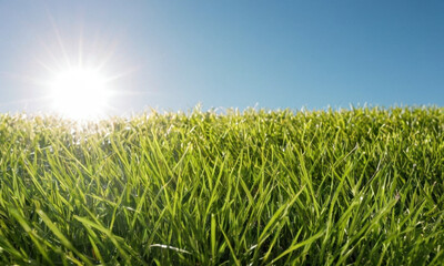 Fototapeta premium A sunny day at a green meadow