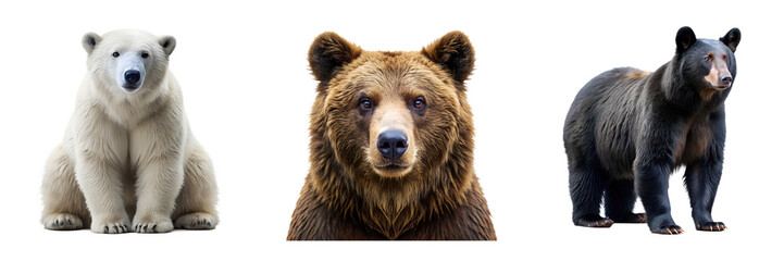 A collection of three different bear species polar grizzly and american fauna isolated on transparent background.