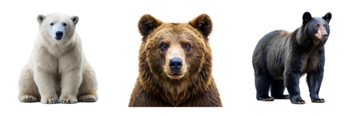 A collection of three different bear species polar grizzly and american fauna isolated on transparent background.