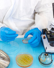 Examine bacteria in petri dishes in the laboratory. Selective focus.