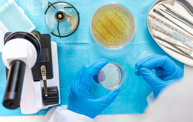 Examine bacteria in petri dishes in the laboratory. Selective focus.
