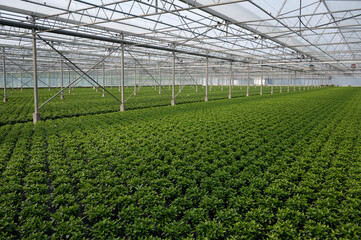 Industrial azalea nursery in Flanders, Belgium