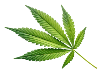 Single vivid green cannabis leaf isolated on black background detailed texture