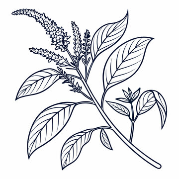 black and white Amaranth vector
