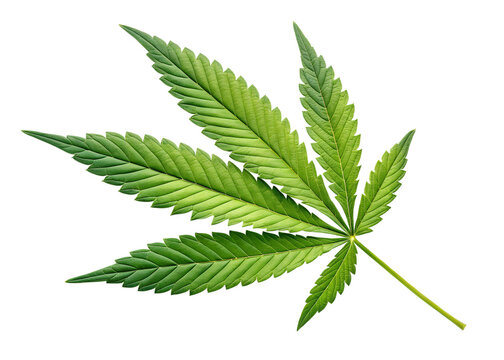 Single vivid green cannabis leaf isolated on black background detailed texture