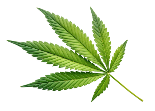 Single vivid green cannabis leaf isolated on black background detailed texture