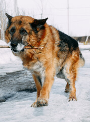 german shepherd dog