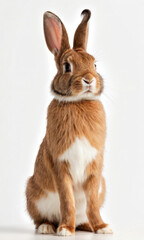 A brown and white rabbit sitting on a white surface, great for pet or wildlife photography, use as background for your project