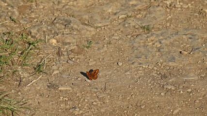Männlicher Mauerfuchs (Lasiommata megera) auf dem Weg