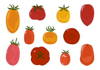Set of various fresh cherry tomatoes vector illustration. Collection. Vintage red tomatoes. Organic farm ripe vegetables. Organic gardening. Vegetable art eggplant isolated flat design cute pieces.